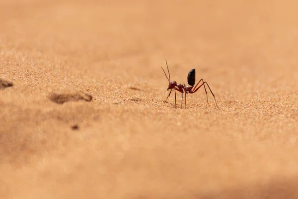 Hormiga Del Desierto Del Sahara Cataglyphis Bicolor Corriendo Por Las — Foto de Stock