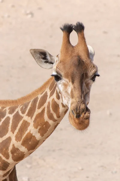 Bliska Żyrafa Giraffa Piasku — Zdjęcie stockowe