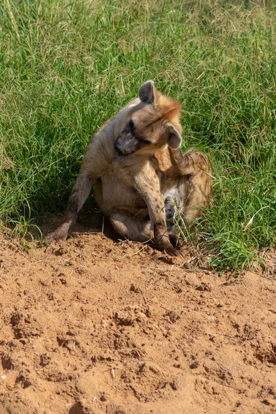 Una Hiena Arañando Cabeza Hierba Arena —  Fotos de Stock