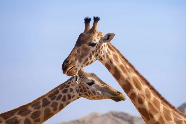 Para Żyrafy Bliska Niebieskim Tle Niebo Górskie Giraffa — Zdjęcie stockowe