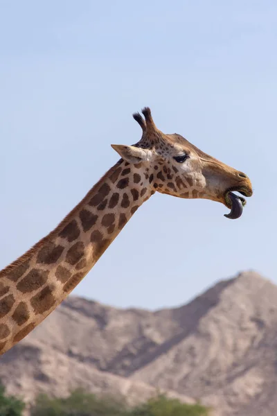 Close Uma Girafa Girafa Com Boca Língua Abertas Para Uma — Fotografia de Stock