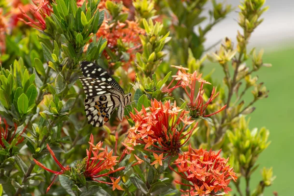 Limetkové Citrónové Motýla Nebo Vápno Chequered Otakárek Červený Květ Papilio — Stock fotografie