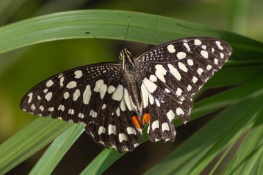 Bir limon/limon kelebek veya kireç/Chequered Swallowtail Abu Dabi, Birleşik Arap Emirlikleri yeşil bitki arka plan ile kırmızı bir çiçek (Papilio demoleus) üzerinde.