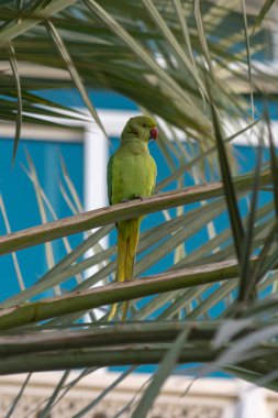 Muscat, Umman Orta Doğu'daki palmiye ağacı oturan Rose-Ringed muhabbet. 