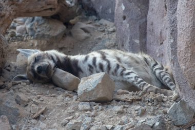 Çizgili sırtlan çölün kayalarda karşı uyuyan aşağı yalan. 