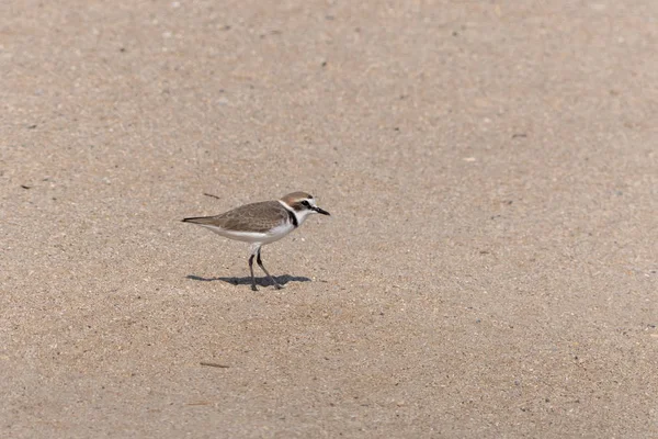 Ein Regenpfeifer Watvogel Streift Strand Auf Der Suche Nach Nahrung — Stockfoto