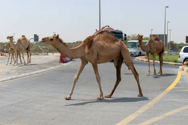 Grupo Camellos Cruzan Carretera Del Medio Oriente Mientras Los Coches — Foto de Stock