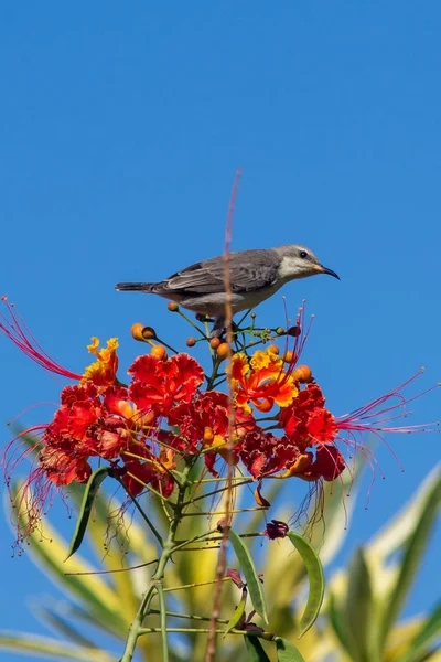 在阿曼马斯喀特 一只雌性紫色太阳鸟站在一朵美丽的红花上 在蓝天背景下 — 图库照片