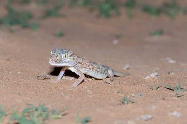 Gecko Dedos Curtos Oriente Médio Areia — Fotografia de Stock