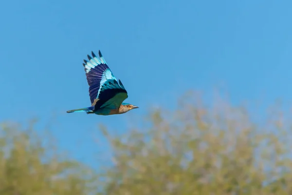 Spectacular Blue Indian Roller Flies Blue Sky Background Muscat Oman Stock Picture