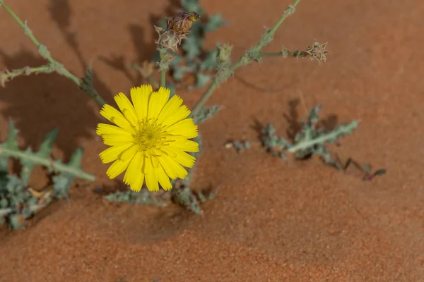 Gelbe Wüstenblume blüht in den Vereinigten Arabischen Emiraten. — Stockfoto