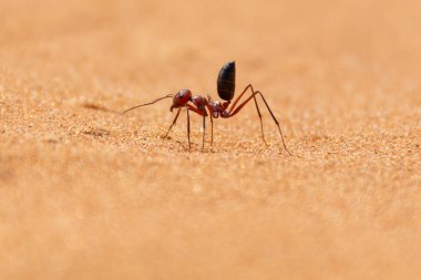 Sahara çöl karınca (Cataglyphis bicolor) kum d çalıştıran