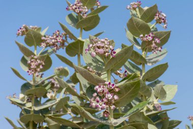 Çöl çiçek (Sodom'ın Apple) üzerinde arka planı yeşil yapraklı 