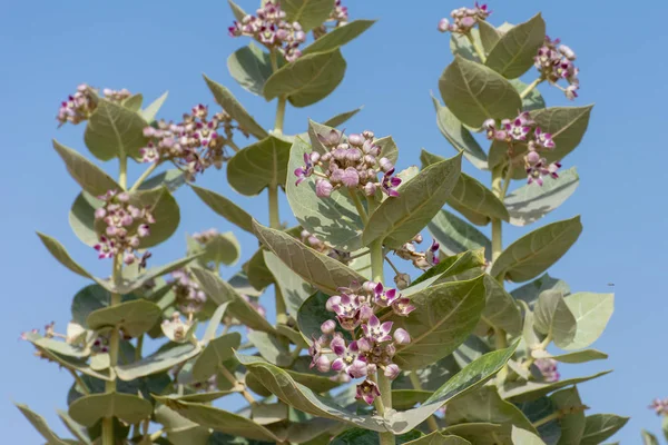 Desert Flower (Sodoma firmy Apple) na zielonym tle liściaste — Zdjęcie stockowe