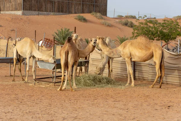 Un groupe de chameaux mangeant dans une ferme fermée . — Photo