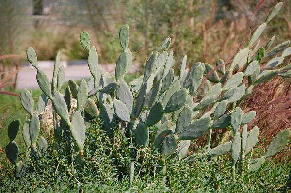 A desert cactus in the desert with grass foreground and the detailed spikes.