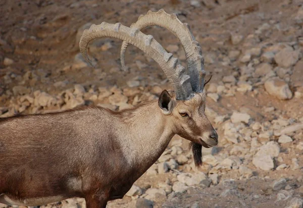 Close Nubian Ibex Impressive Horns Strong Body Capra Nubiana — Stock Photo, Image