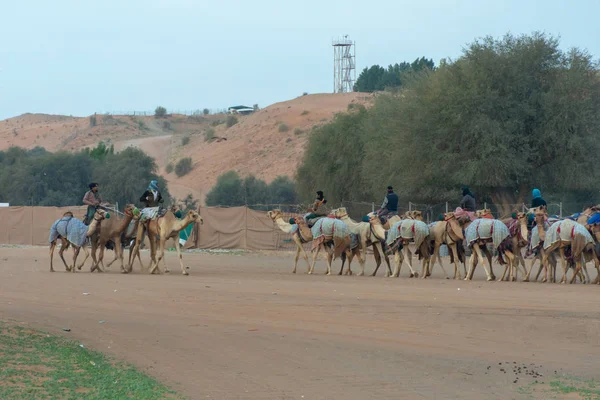 Los pastores de camellos caminan un grupo de camellos para rastrear . — Foto de Stock