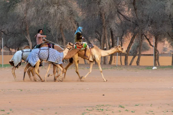 Los pastores de camellos caminan un grupo de camellos para rastrear . — Foto de Stock