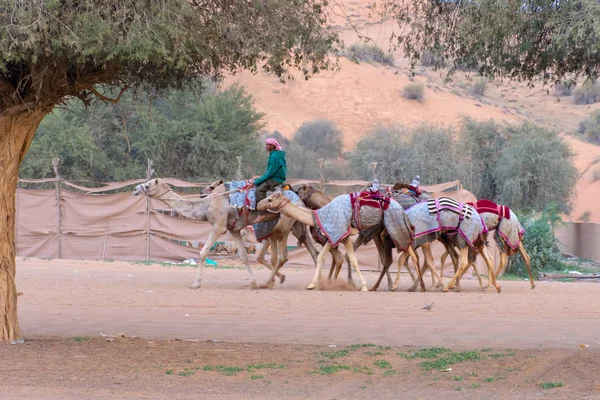 Los pastores de camellos caminan un grupo de camellos para rastrear . — Foto de Stock