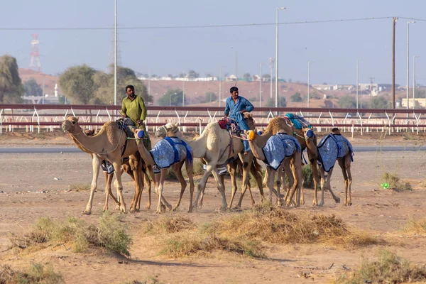 Los pastores de camellos caminan por pista de carreras . — Foto de Stock