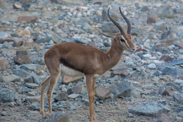 Arabian Sand Gazelle (Gazella marica) en los EAU — Foto de Stock