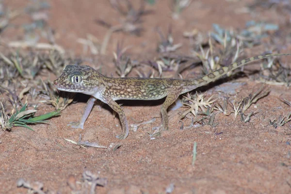 Gecko de dedos curtos do Médio Oriente (Stenodactylus doriae ) — Fotografia de Stock