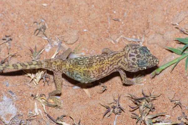 Orta Doğu kısa parmaklı Gecko (Stenodactylus doriae)