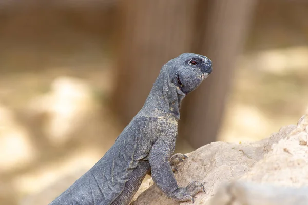 Léiptien à queue épineuse (Uromastyx aegyptia lepti) — Photo