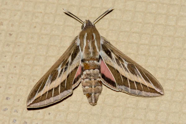 A Silver Striped Hawk Moth or Vine Hawk Moth, rests on the groun — Stock Photo, Image