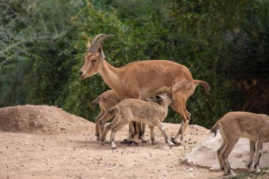 Female Nubian Ibex nurses her two babies in the desert (capra nu