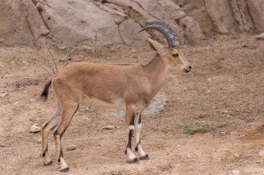 Çöl kumu genç Nubian Ibex ayakta (Capra nubiana).