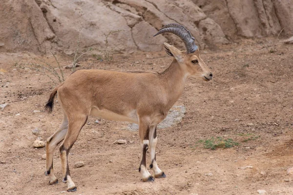 Young Nubian Ibex standing in the desert sand (capra nubiana). — Stock Photo, Image