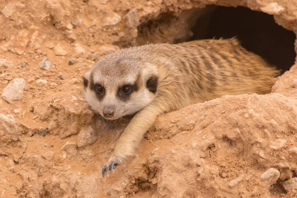 Un suricata en las rocas del desierto (Suricata suricatta ) — Foto de Stock