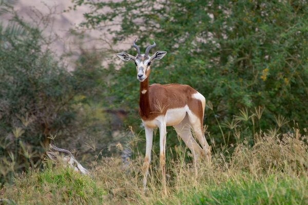  Dama or Mhorr Gazelle at the Al Ain Zoo (Nanger dama mhorr) 