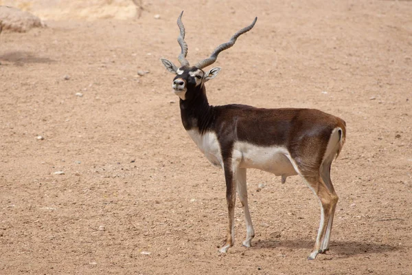 Blackbuck zatrzymuje się i patrzy wzdłuż szlaku pustynnego. (Antilope cervicapra) — Zdjęcie stockowe