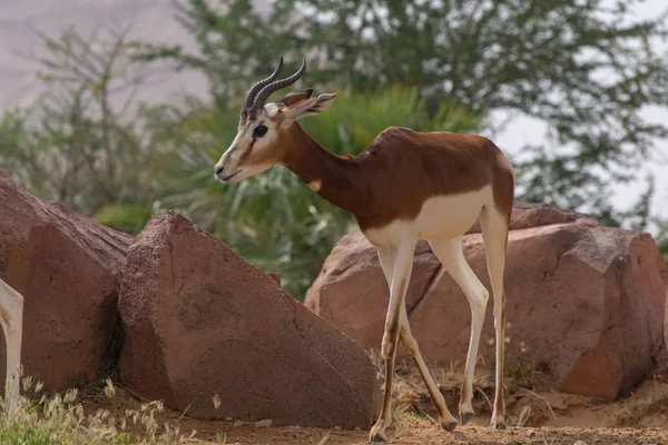Una Dama o Mhorr Gazelle en el zoológico de Al Ain (Nanger dama mhorr ). — Foto de Stock