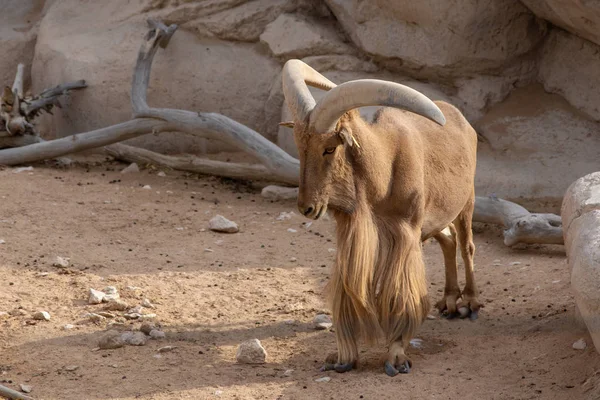 Bir Barbary koyun gururla onun etkileyici boynuzları gösteren duruyor 