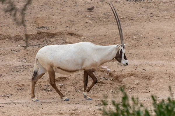 Oryx blanc ou arabe (Oryx leucoryx) marche le long du désert — Photo