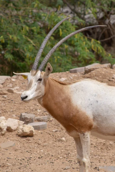 Oryx (Oryx dammah) lub Scimitar-Horned oręż) — Zdjęcie stockowe