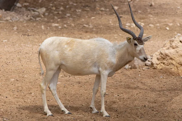 Un Addax en peligro crítico (Addax nasomaculatus ) — Foto de Stock