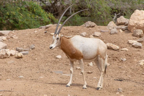 A scimitar oryx or scimitar-horned oryx (Oryx dammah) — Stock Photo, Image