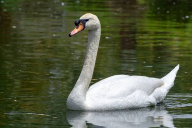 Su yeşil bir gölet bir Mute Swan yüzer (Cygnus olor).