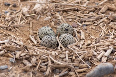 Kırmızı Wattled Lapwing (Vanellus indicus) dört yumurta yuva 