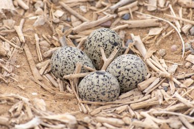 Kırmızı Wattled Lapwing (Vanellus indicus) dört yumurta yuva 