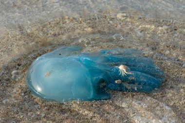 Mavi blubber (veya Jelly Blubber) Denizanası (Catostylus mosaicus) 