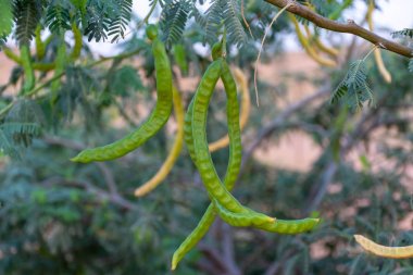 Yeşil Ghaf Ağacı (prosopis cineraria) akşam güneşinde bezelye 