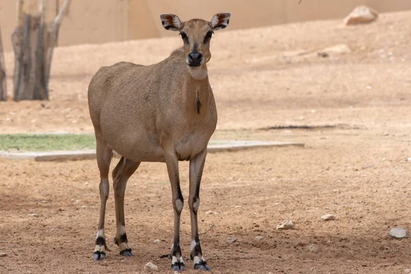 Nilgai (Boselaphus tragocamelus) o Toro Azul de pie en el de — Foto de Stock