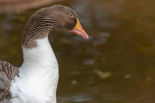 Greylag goose (anser answer) close up of brown head, orange beak — Stock Photo, Image