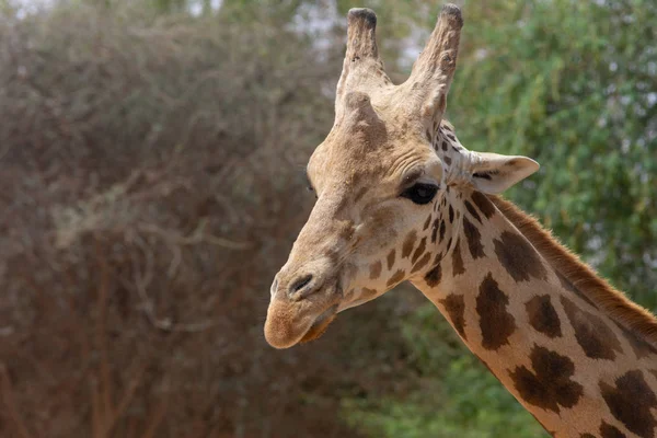 Bliska głowy żyrafy (Giraffa) z zielonymi krzewami w BAC — Zdjęcie stockowe